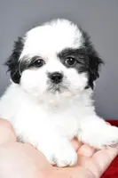 poppy, a female Shihpoo for sale in Sugarcreek, OH – Photo 2 of 7