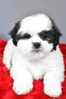 poppy, a female Shihpoo for sale in Sugarcreek, OH – Photo 6 of 7