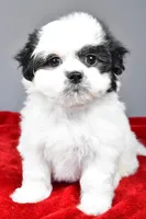 poppy, a female Shihpoo for sale in Sugarcreek, OH – Photo 3 of 7