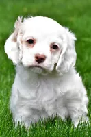 cj, a male Cocker Spaniel for sale in Sugarcreek, OH – 1 of 8