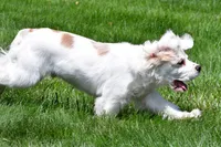 cj, a male Cocker Spaniel for sale in Sugarcreek, OH – 3 of 8