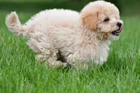 asher, a male Bichpoo for sale in Sugarcreek, OH – Photo 7 of 7