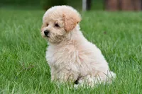 asher, a male Bichpoo for sale in Sugarcreek, OH – Photo 2 of 7