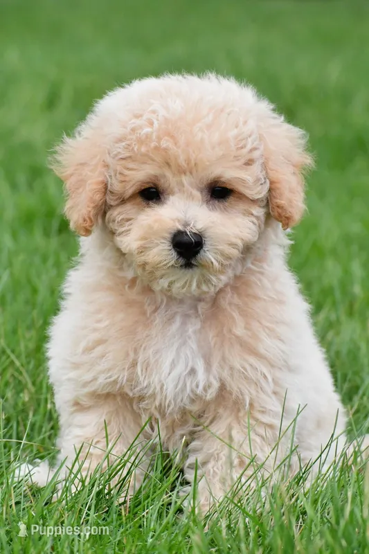 asher – Bichpoo puppy for sale in Sugarcreek, OH