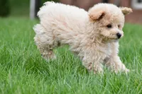 asher, a male Bichpoo for sale in Sugarcreek, OH – Photo 3 of 7