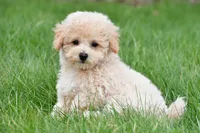 asher, a male Bichpoo for sale in Sugarcreek, OH – Photo 6 of 7