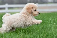 asher, a male Bichpoo for sale in Sugarcreek, OH – Photo 4 of 7