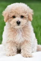 asher, a male Bichpoo for sale in Sugarcreek, OH – Photo 5 of 7