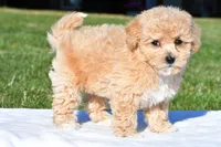 mila, a female Bichpoo for sale in Sugarcreek, OH – 5 of 8