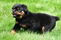 autumn, a male Rottweiler for sale in Sugarcreek, OH – 4 of 6