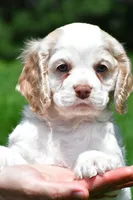 amber, a female Cocker Spaniel for sale in Sugarcreek, OH – 7 of 10