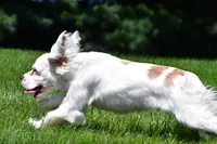 cj, a male Cocker Spaniel for sale in Sugarcreek, OH – 5 of 8