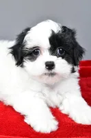 quinn, a female Shihpoo for sale in Sugarcreek, OH – Photo 5 of 8