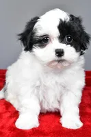 quinn, a female Shihpoo for sale in Sugarcreek, OH – Photo 2 of 8