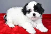 quinn, a female Shihpoo for sale in Sugarcreek, OH – Photo 6 of 8