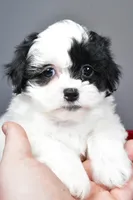 quinn, a female Shihpoo for sale in Sugarcreek, OH – Photo 4 of 8