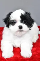 quinn, a female Shihpoo for sale in Sugarcreek, OH – Photo 1 of 8