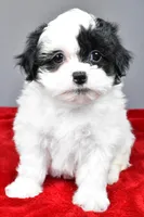 quinn, a female Shihpoo for sale in Sugarcreek, OH – Photo 7 of 8