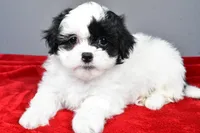 quinn, a female Shihpoo for sale in Sugarcreek, OH – Photo 8 of 8