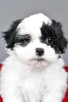 quinn, a female Shihpoo for sale in Sugarcreek, OH – Photo 3 of 8