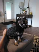 lulu potty trained, a female Cockapoo for sale in Sugarcreek, OH – 2 of 2