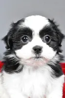 mikynlee, a female Shihpoo for sale in Sugarcreek, OH – Photo 3 of 7