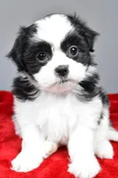 mikynlee, a female Shihpoo for sale in Sugarcreek, OH – Photo 4 of 7