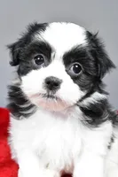 mikynlee, a female Shihpoo for sale in Sugarcreek, OH – Photo 2 of 7