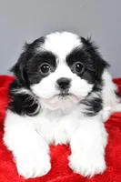 mikynlee, a female Shihpoo for sale in Sugarcreek, OH – Photo 5 of 7