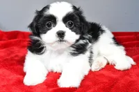 mikynlee, a female Shihpoo for sale in Sugarcreek, OH – Photo 1 of 7