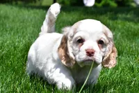 amber, a female Cocker Spaniel for sale in Sugarcreek, OH – 6 of 10