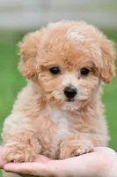 lucy, a female Bichpoo for sale in Sugarcreek, OH – Photo 9 of 9