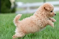 lucy, a female Bichpoo for sale in Sugarcreek, OH – Photo 6 of 9