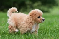 lucy, a female Bichpoo for sale in Sugarcreek, OH – Photo 5 of 9