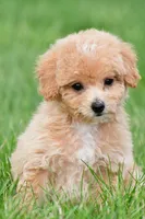 lucy, a female Bichpoo for sale in Sugarcreek, OH – Photo 4 of 9