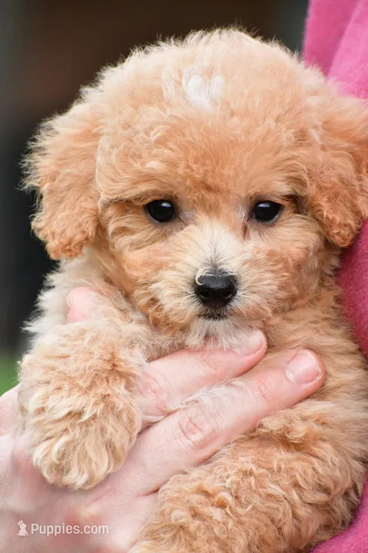 lucy – Bichpoo puppy for sale in Sugarcreek, OH