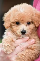 lucy, a female Bichpoo for sale in Sugarcreek, OH – Photo 1 of 9