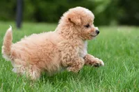 lucy, a female Bichpoo for sale in Sugarcreek, OH – Photo 2 of 9