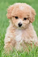 lucy, a female Bichpoo for sale in Sugarcreek, OH – Photo 7 of 9