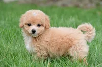 lucy, a female Bichpoo for sale in Sugarcreek, OH – Photo 8 of 9