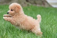 lucy, a female Bichpoo for sale in Sugarcreek, OH – Photo 3 of 9