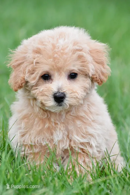 tammy  – Bichpoo puppy for sale in Sugarcreek, OH
