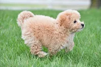tammy , a female Bichpoo for sale in Sugarcreek, OH – Photo 4 of 6