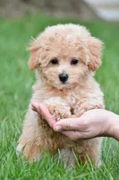 tammy , a female Bichpoo for sale in Sugarcreek, OH – Photo 3 of 6