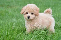 tammy , a female Bichpoo for sale in Sugarcreek, OH – Photo 2 of 6