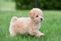 tammy , a female Bichpoo for sale in Sugarcreek, OH – Photo 5 of 6
