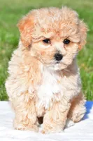 mila, a female Bichpoo for sale in Sugarcreek, OH – 4 of 8