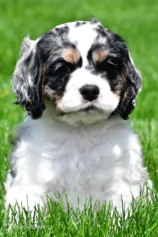 dillan – Cocker Spaniel puppy for sale in Sugarcreek, OH