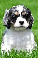 dillan, a male Cocker Spaniel for sale in Sugarcreek, OH – 1 of 8