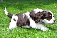 russell, a male Cocker Spaniel for sale in Sugarcreek, OH – 7 of 9